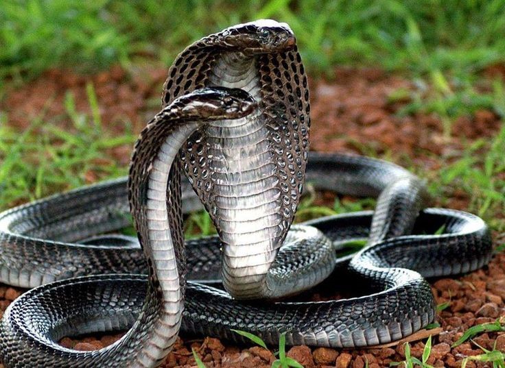НАСТОЯЩАЯ ВТОРАЯ КОЖА!